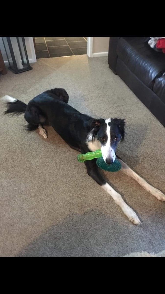 Please can you help us to help Rudy ASAP? He’s in South Lancashire. We will gladly cover the cost of a behaviourist to help rebuild his confidence and if you know of a sighthound experienced rescue with space, we’ll gladly cover his costs until he finds a FUREVER home. Pls help?