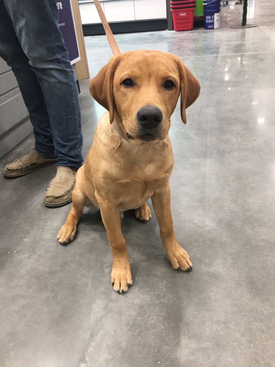 The Dogs of Lowes tweet media