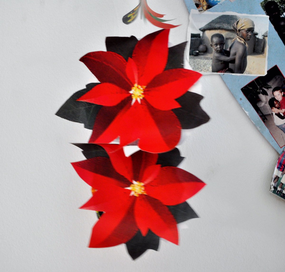 toLittleEnglish's tweet photo. Poinsetia derives its name from Joel Roberts Poinsett, the first United States Minister to Mexico, who is credited with introducing the plant to the US in the 1820s.
.
#adventcalendar
#10december
#10december2019
#xmasaroundtheworl https://t.co/LmOBFQAyeX