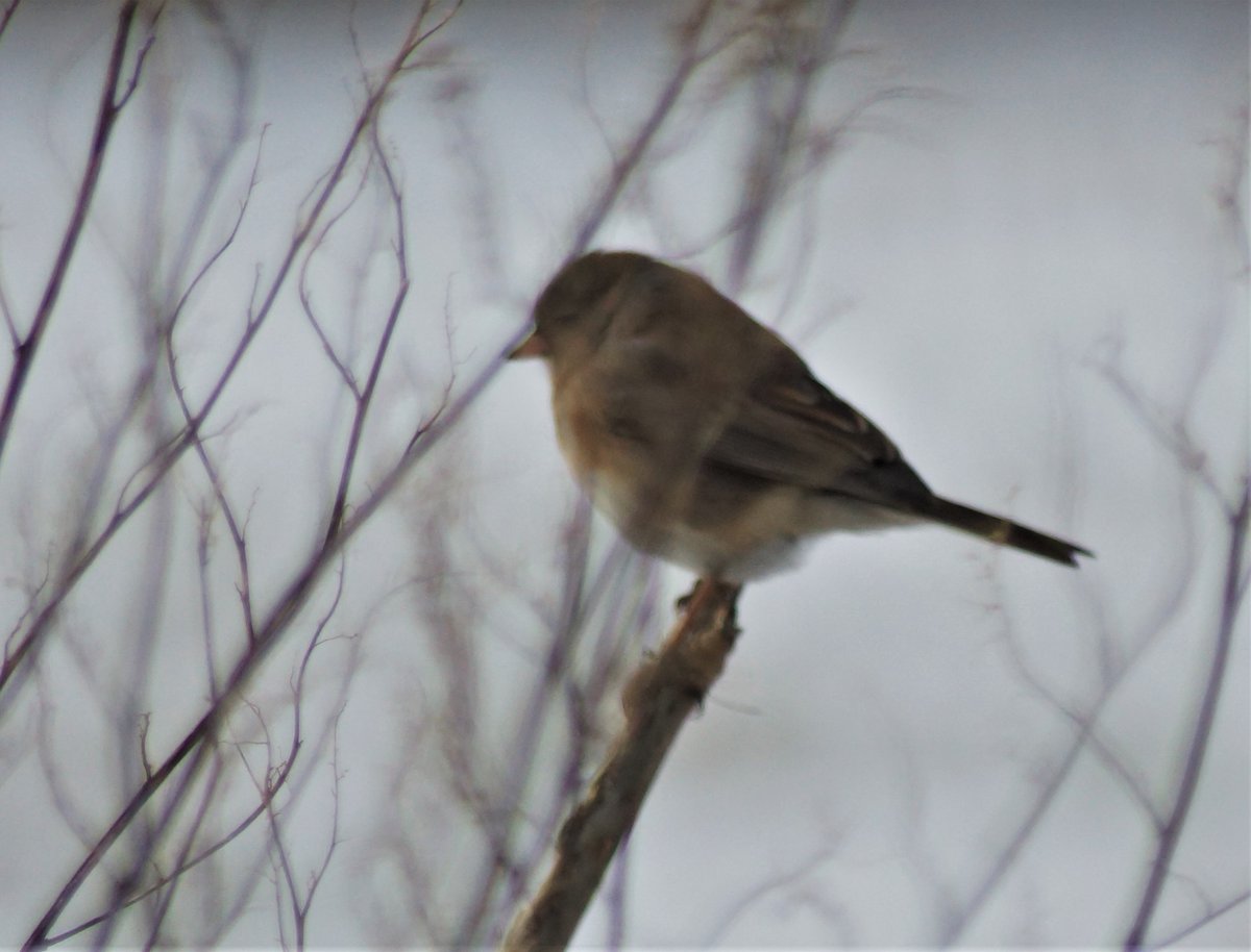 bri2367's tweet photo. @YawgoogTrails @CTAudubon @PachaugFriends slate-colored #junco (f) #winterbirds #birds #sparrows #birdwatching #SavePachaugForest @PachaugFriends
@YawgoogTrails @CTAudubon @audubonsociety https://t.co/nvNkOzcQoC
