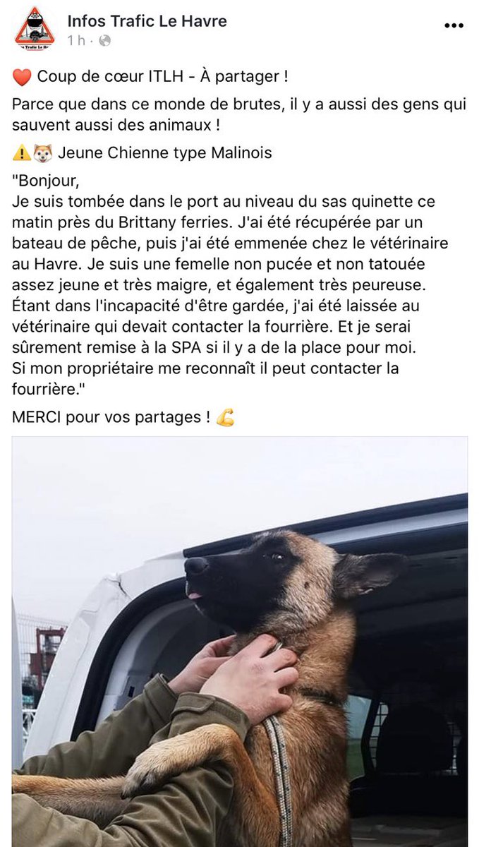 EliseHeb1's tweet photo. mon papa a trouvé un chien dans la mer ce matin, petite louloute 🥺💛 https://t.co/pTah2YWByr