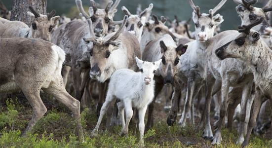 EIPAGRI_SP's tweet photo. #EIPagri newsletter now out: New call for 5 #FocusGroups - apply by 23 Jan, inspiration from #Sweden and #Italy - #animal husbandry, farming in remote places, #digitalisation #soilcontamination, video about #biodiversity, network news and more - https://t.co/A4w7pFMIFc https://t.co/ObdL4gPyeM