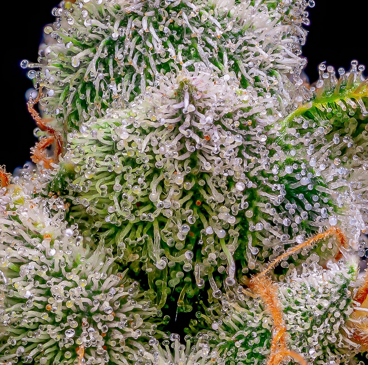 Since Instagram wants to censor cannabis photography, it’s time move over to Twitter. This is some Capital G bred by Duke Diamond and grown by Rosin Evolution. #Cannabis #CannabisMacro #CannabisPhotography #RemoveTheStigma