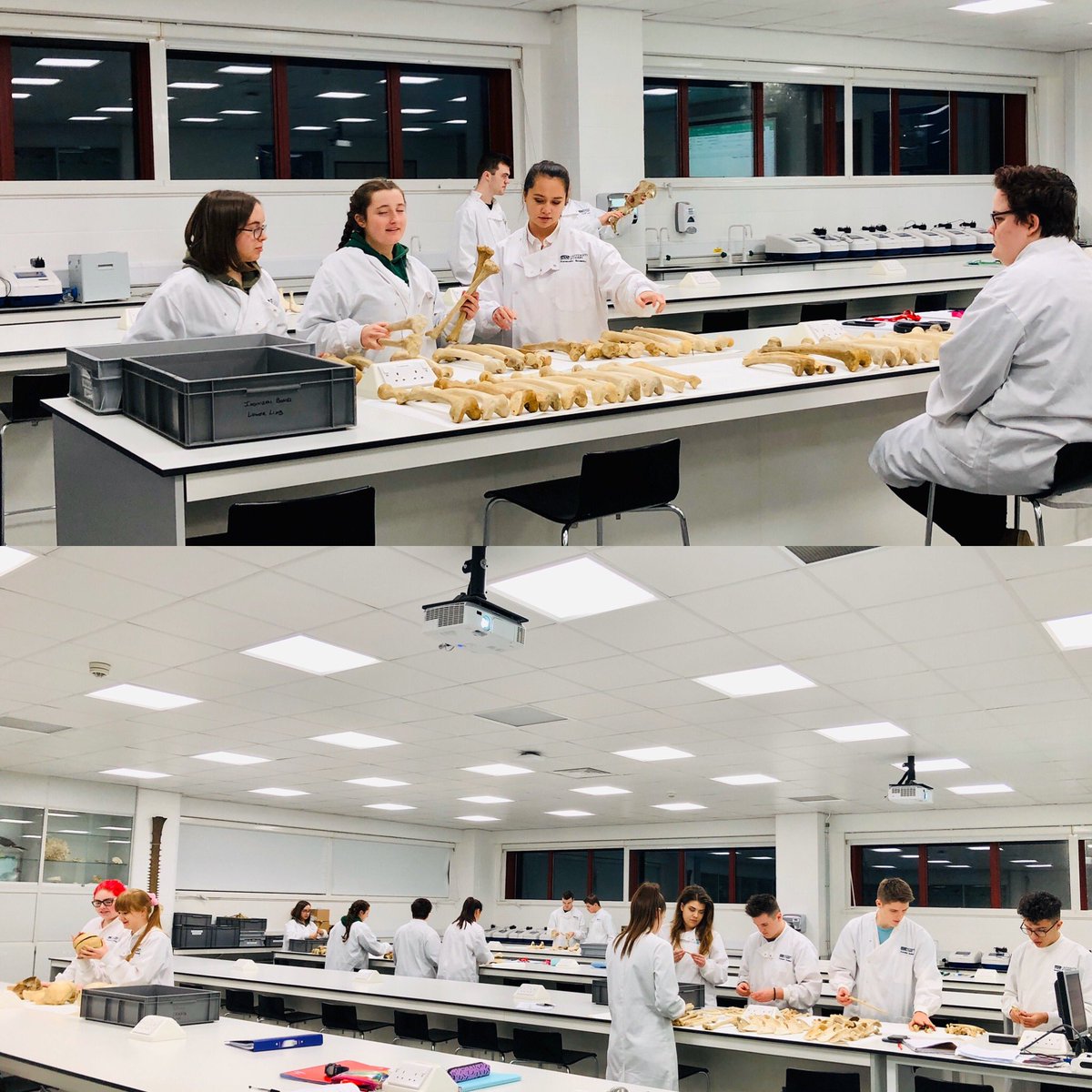 MNI lab session for our budding anthropologists today - hands-on bone counting and debating how many individuals make up our anatomy collection (and whether some really were having an unusual no of limbs)... #handsonlearning @DerbyUni #forensicanthropology #practicemakesperfect