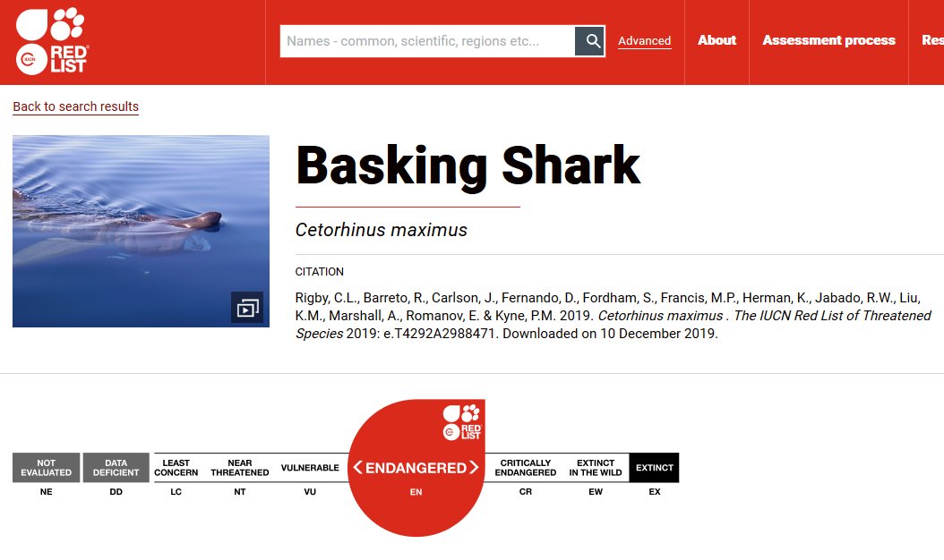 SharkTrustUK's tweet photo. #GlobalSharkTrends has seen @IUCNShark reassessing all #sharks #rays #chimaeras on @IUCNRedList - with 69 elasmobranch assessments released today. Changes include uplisting of Oceanic Whitetips from Vulnerable➡️#CriticallyEndangered &amp; Basking Sharks from Vulnerable➡️#Endangered https://t.co/syJUhewM6e