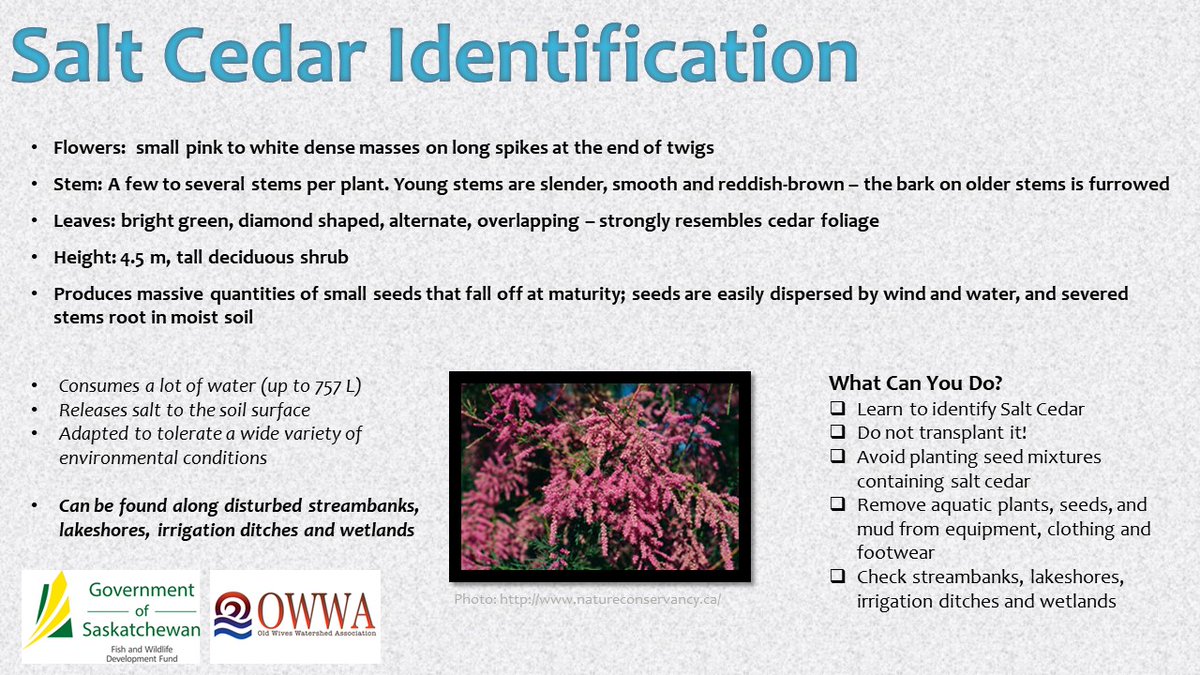 OWWA_Tech's tweet image. What to watch for... in your wetlands!

#What2WatchFor #SaskForage #SaskAg #InvasiveSpecies