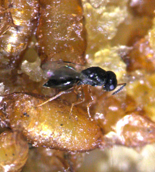 A parasitic wasp has shown tremendous potential attacking and controlling spotted wing drosophila – an invasive, destructive fruit fly that costs Oregon growers close to a billion dollars a year, Oregon State University researchers have found. beav.es/ZHe