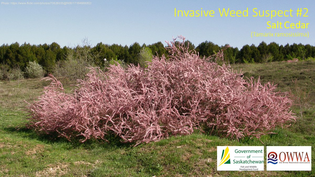 OWWA_Tech's tweet image. What to watch for... in your wetlands!

#What2WatchFor #SaskForage #SaskAg #InvasiveSpecies