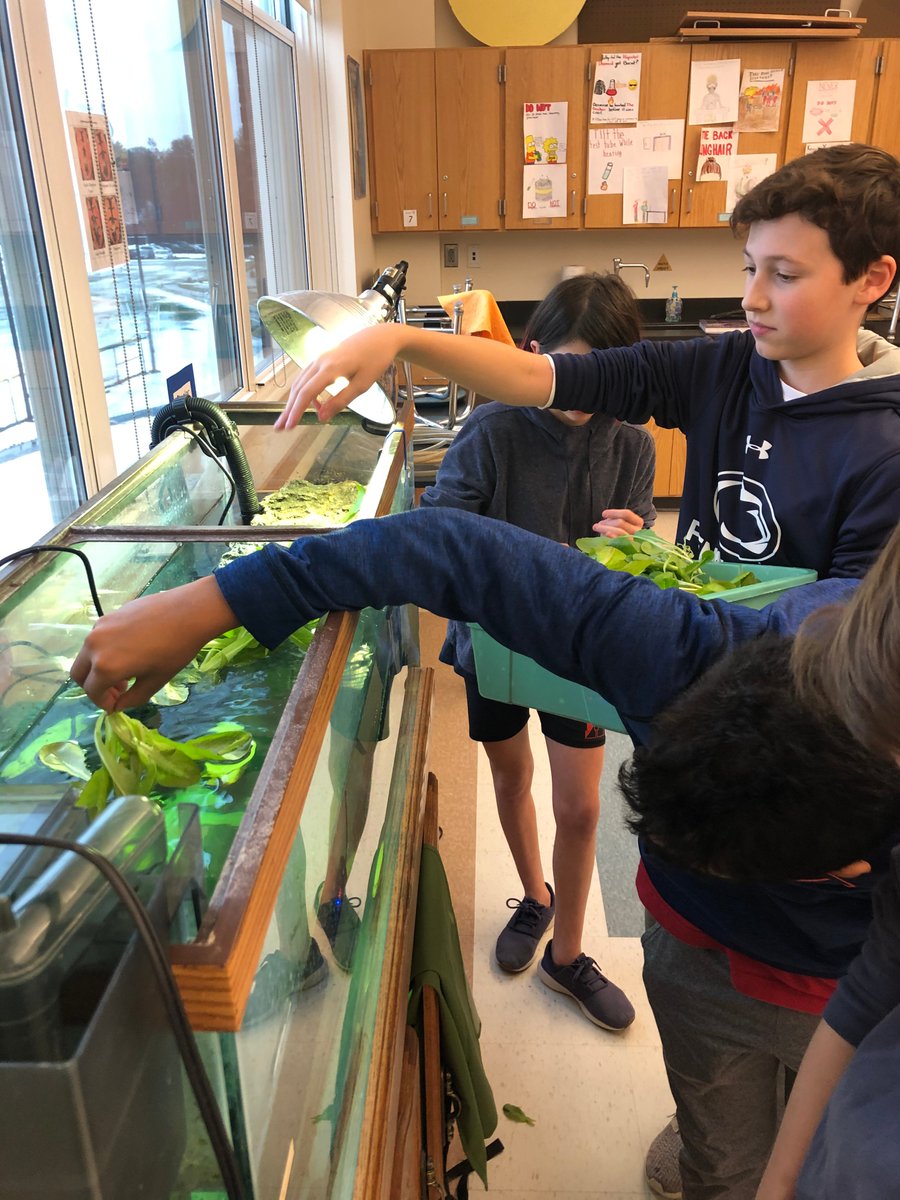 hmurphyhms's tweet photo. Team Great White sharks harvested their Green Romaine from their hydroponics system feed the Red-Bellied Cooters in Mrs. Flaherty’s room. Sharks feeding endangered turtles today!   #scienceisfun #redbelliedcooters @HinghamMidSch @HinghamSchools https://t.co/DYoCz3qdDK