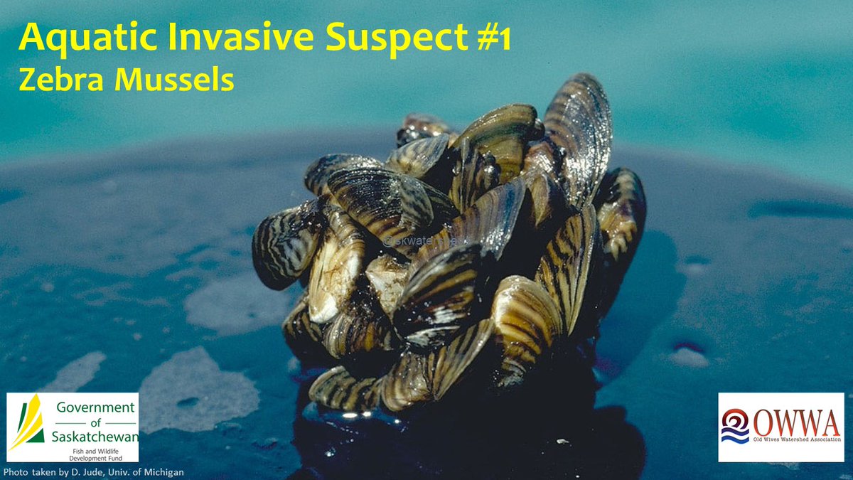 OWWA_Tech's tweet image. What to watch for... in your water!

#What2WatchFor #CleanDrainDry #ZebraMussels #invasive