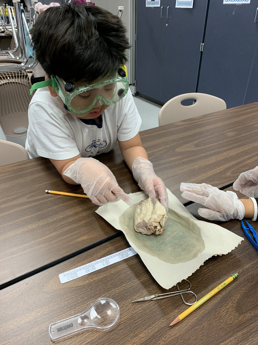 shannontjones's tweet photo. This happened in Challenge today!!! Dissections...
#kdepride #sheepheart https://t.co/EiOX2oB95d