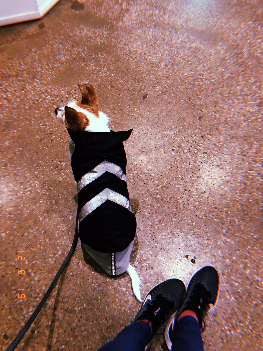 imani_xyz's tweet photo. Every morning of my trip when I put Milo’s sweater on she lifts up her little paws like a human baby waiting to be dressed. 😭❤️😭❤️😭 She is 15/10 good at wearing sweaters. That is all. @dog_rates https://t.co/3NkZapHyBE