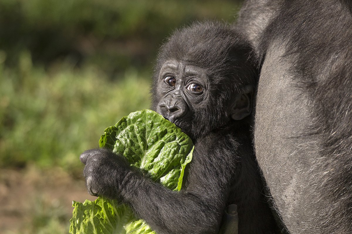 Get bubbly with us at our Bubbly Dinner on Saturday Dec 28. 🥂 Enjoy an animal presentation and a unique 4-course dinner paired with sparkling wines. sdzoo.com/bubblydinner