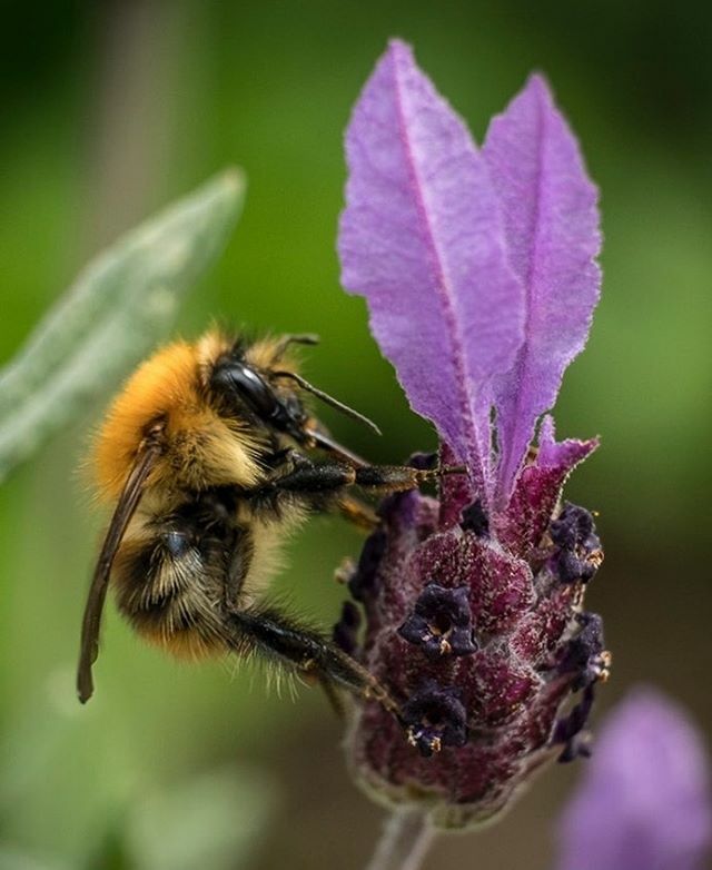 innerlightuk's tweet photo. Bumble Bee

#bee #bumblebee https://t.co/KwoIpY2QdE https://t.co/DEis62LvxM