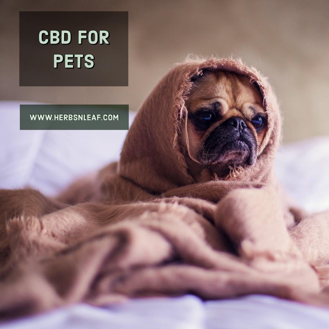 HerbsnLeaf's tweet photo. Did you know CBD impacts our fur babies the same way it impacts us?
🐶🐱🐰🐤
Like us, each pet’s body &amp; needs are unique, so take the time to find what works best for yours! https://t.co/j9zXzI0T2R