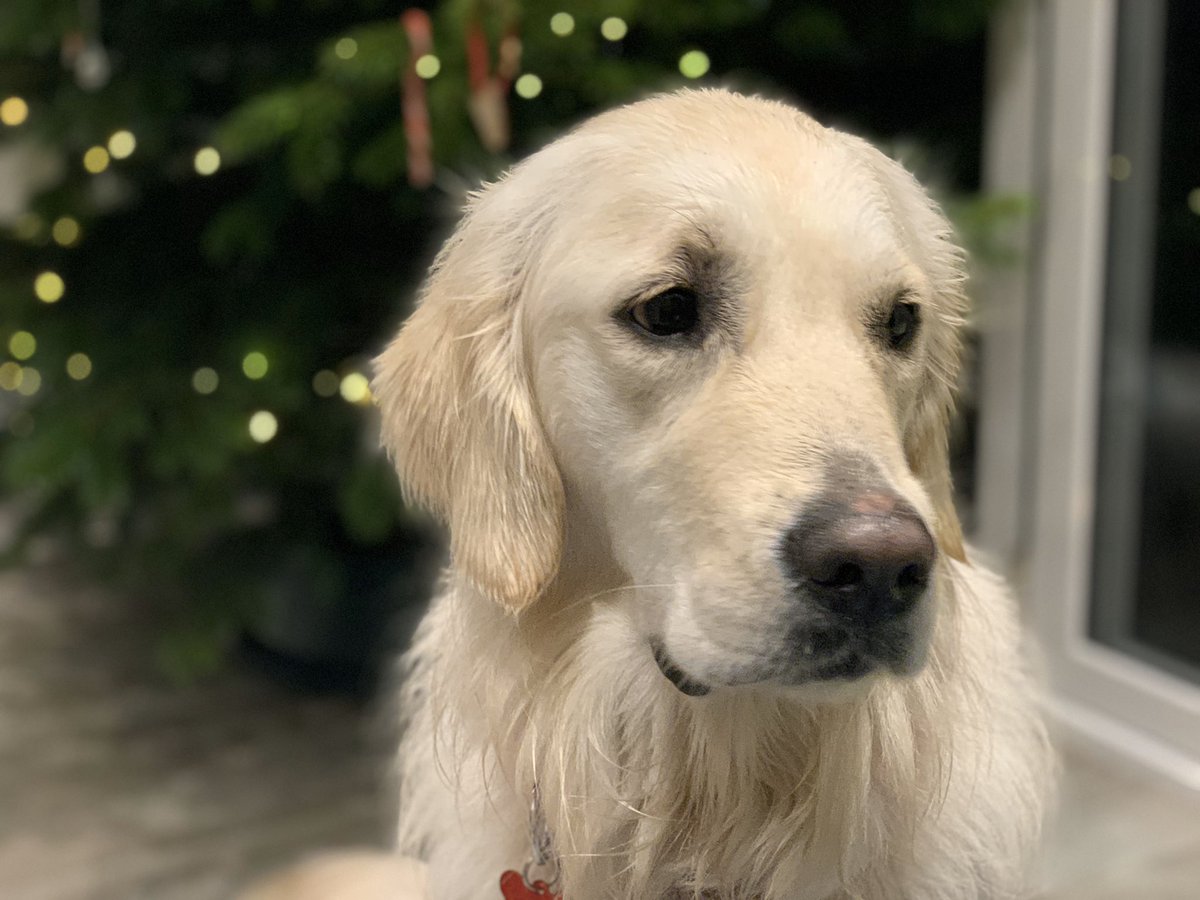 long blonde haired dog