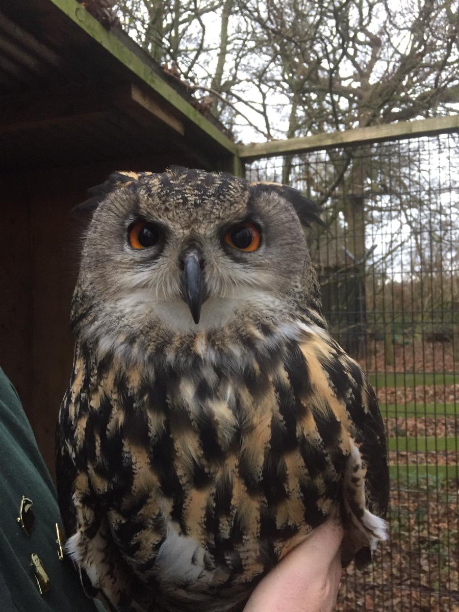 1Clearhead's tweet photo. Life’s encounters can make a positive impact on your #wellbeing. A few privileged minutes with Beautiful eagle owl #Chocolate ..Deeply touched my Heart & Soul..👍Thanks @LMW_Hospital & Ian. 🦉 🙏#Nature #BeatingPtsd & #Depression @HenshallM #NeverGiveUp https://t.co/Cf5q82mowp
