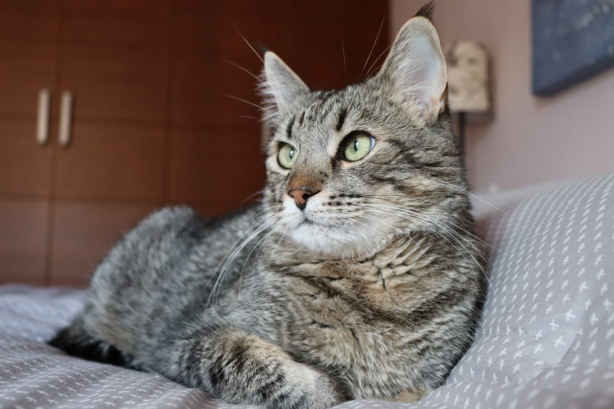 yeskacierzo's tweet photo. Es más guapo que Brandon y más interesante que Dylan 🤩➡️ Sami, la sensación de vivir https://t.co/JiKanEU0wx 

#cats #CatsOfTwitter #catslovers #gatos #amorgatuno #yeska #lagatadelcierzo #miau #meow #catlovers https://t.co/oX66UNj3Bn
