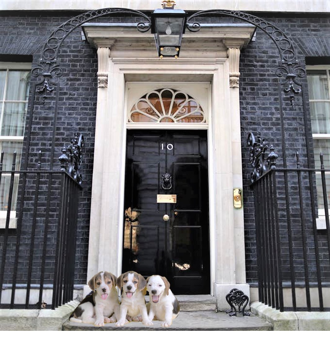 petsukofficial's tweet photo. We know which party we're voting for this thursday... The Puppy Party 🐶🐶🐶 https://t.co/wuHVivw3Nf