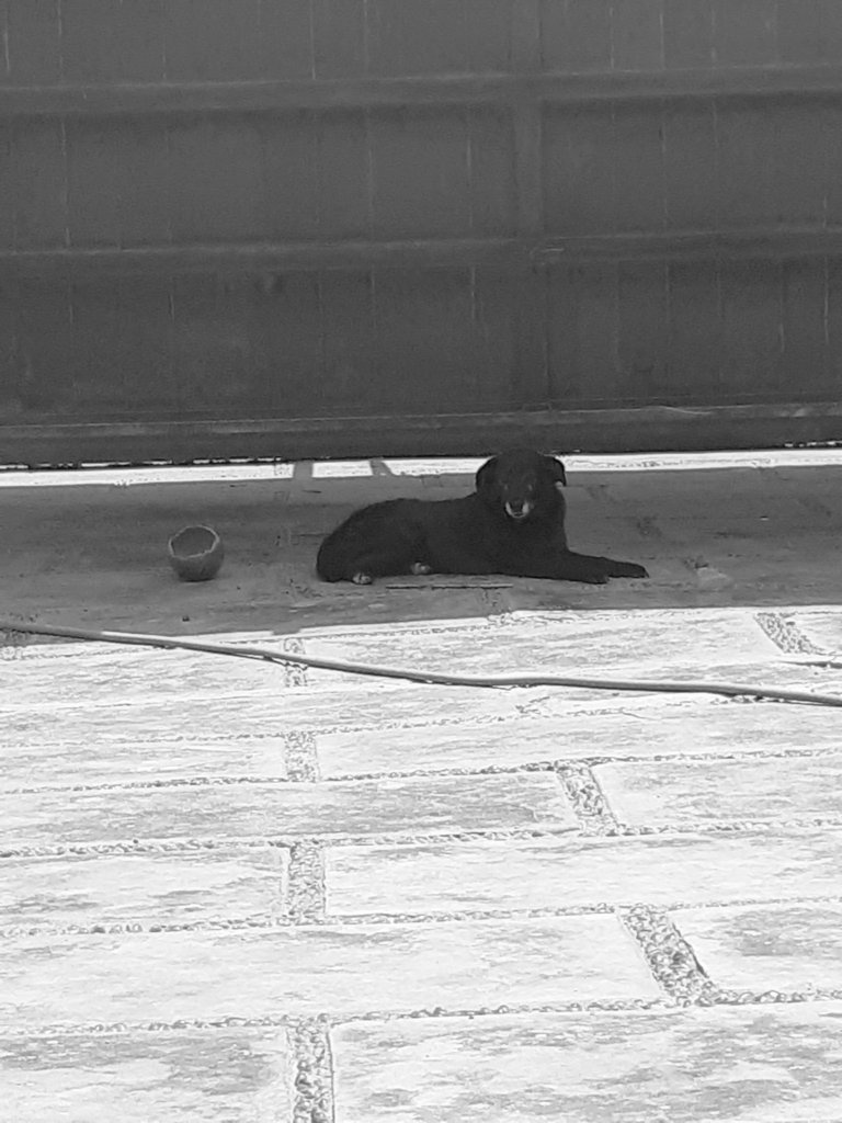 leonaldo19's tweet photo. Por que compras perros recontar sano , ya rescaté a ellos ahora están sanos y quieren un hogar y tu comprando ctm. 
Ayuda a la humanidad y a tu hijos enséñales que ellos no son para la compra venta mamita na pa eso na mie... 
Adopten que aún se tiene que rescatar.. https://t.co/kEoGVXnpjo