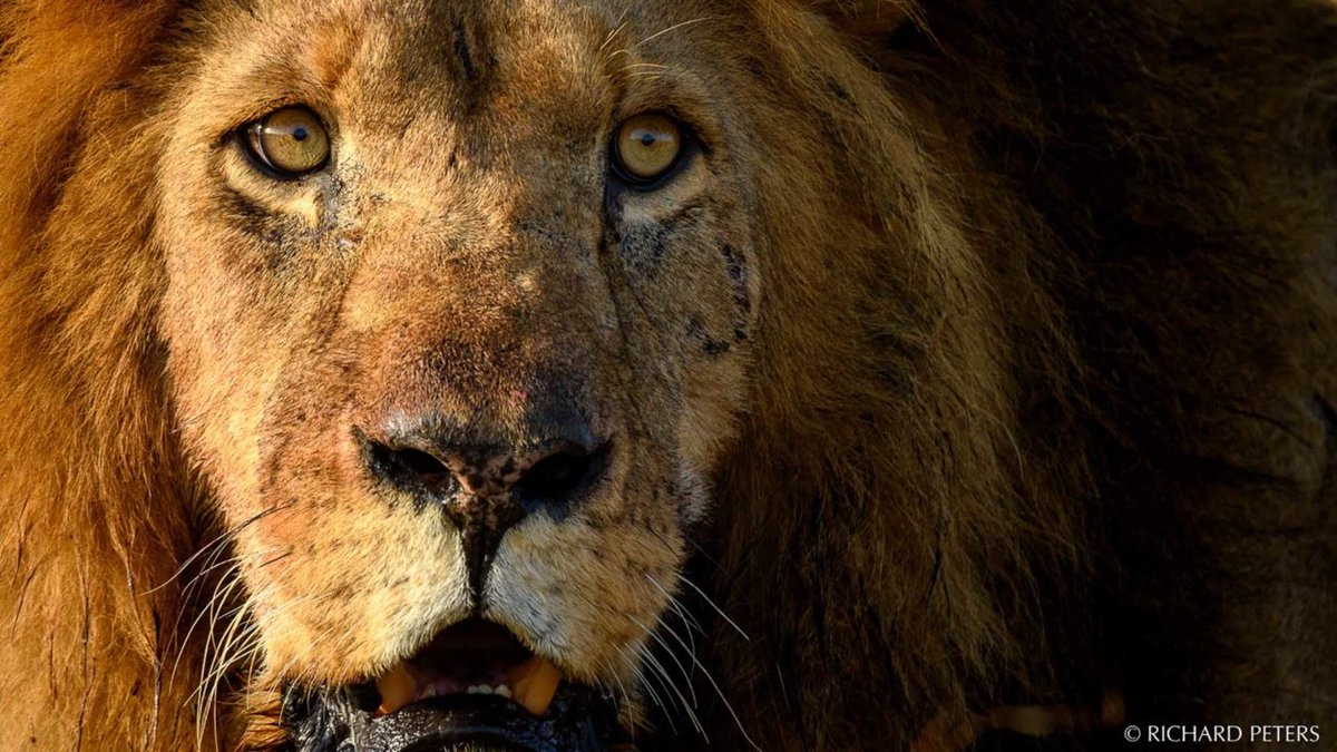 Datacolor Spyder tweet media