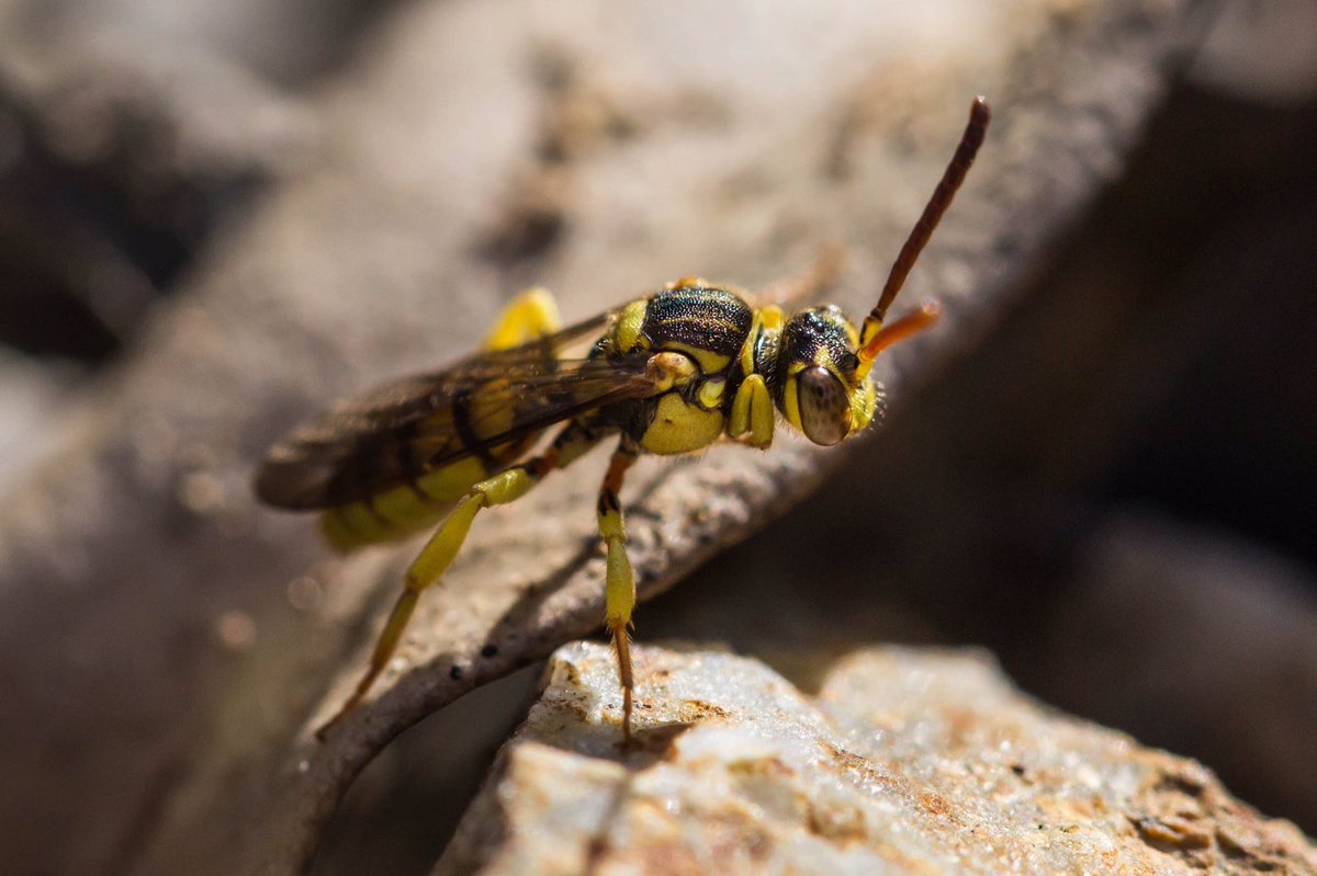 Dainty #bee with dainty bee feet. A nomad bee from pine mountain (Marin Co., California) perusing an Andrena aggregation for an unattended nest to lay an egg in. #kleptoparasite #coolbees #protectpubliclands #mttam #onetam