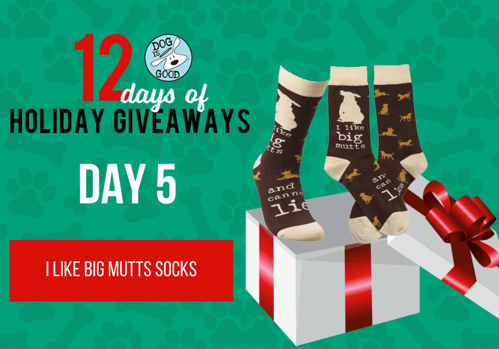 🎁 It's Day 5 of Dog is Good's 12 Days of Holiday Giveaways!

✅ Enter to win the I Like Big Mutts Socks
bit.ly/351kK0w

🐾 These are perfect for mutt lovers or anyone who just likes a great pair of fun, colorful socks!