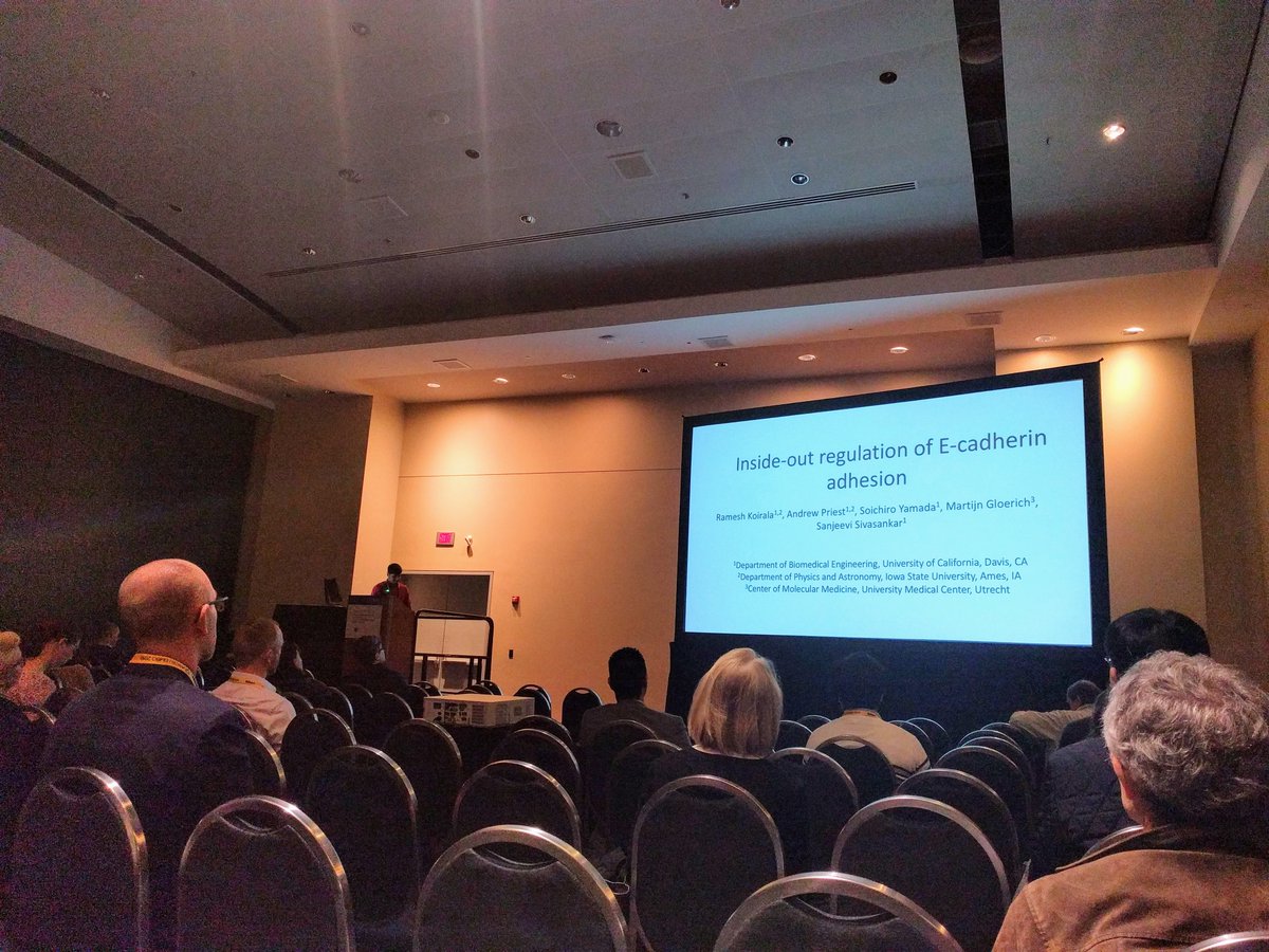 syamadalab's tweet photo. Ramesh from Sivasankar lab @ucdavis @UCDavisBME presenting his new findings on inside-out regulations of cadherins! Exquisite structure-function analysis demonstrating cadherins, similar to integrins, can be reguated by intracellular proteins. #ASCBEMBO19 https://t.co/4fXgC4feur