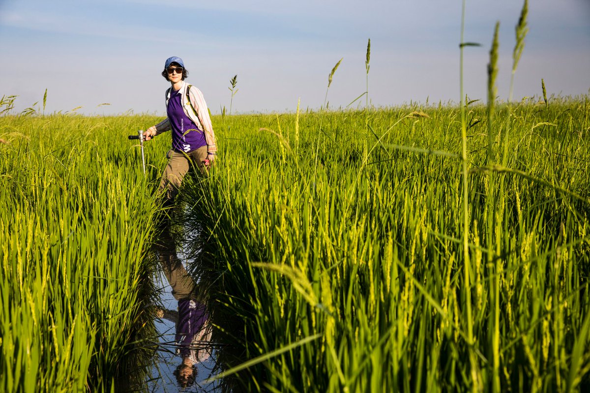 A grad student in a rice field