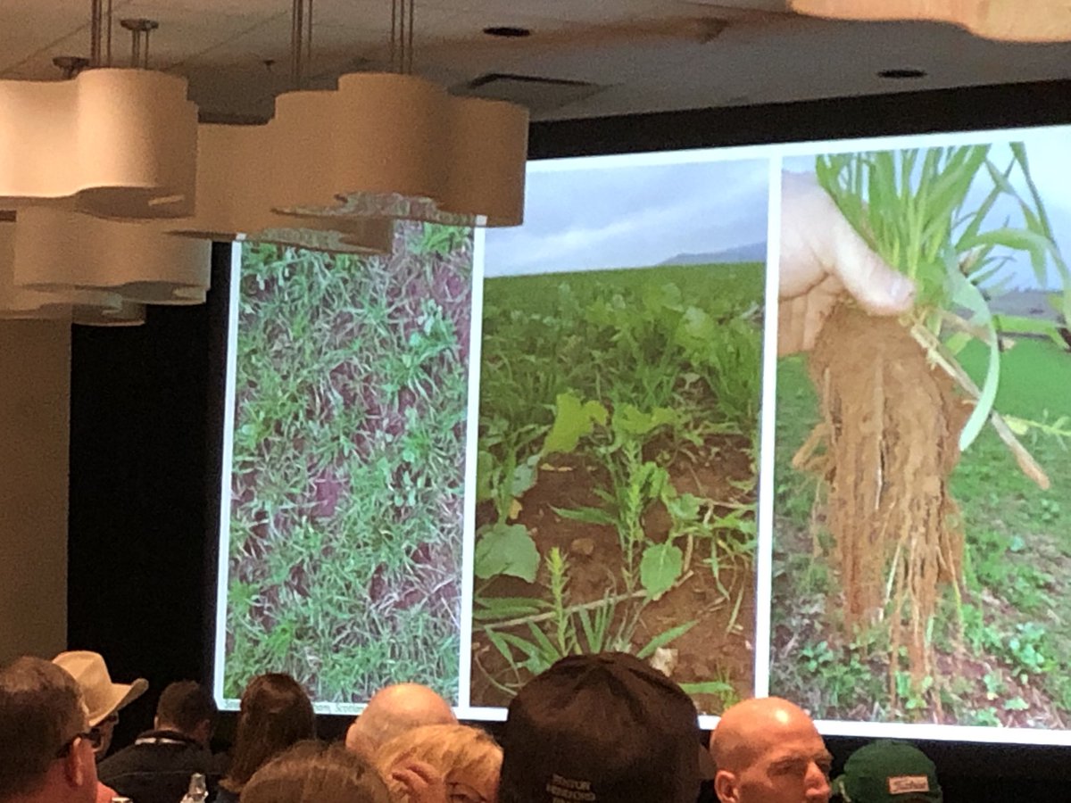 Even little growth above BUT BELOW #absoilgrazing19