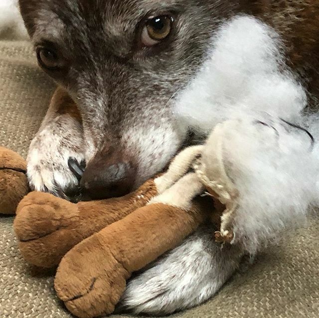 GoodDogHazel's tweet photo. During this period of my career, this is my primary art practice. #cattledog https://t.co/oeVNBNwsNv #dogs #dogsoftwitter #acd https://t.co/0VkLGblLy0