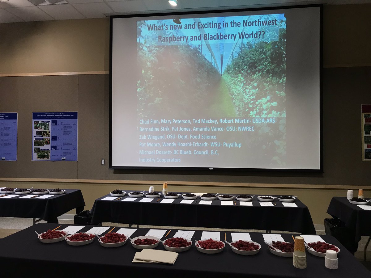 berriesGood4U's tweet photo. Mary Peterson, Dr. Chad Finn’s Technician @OregonBerryGuy presented results of USDA/ARS-OSU Cooperative Breeding Program @oregonberries Meeting. Wonderful display of IQF red and black raspberries and blackberries for grower evaluation - thanks to Zak Wiegand @CASResearch_OSU https://t.co/ytZenb7iYY
