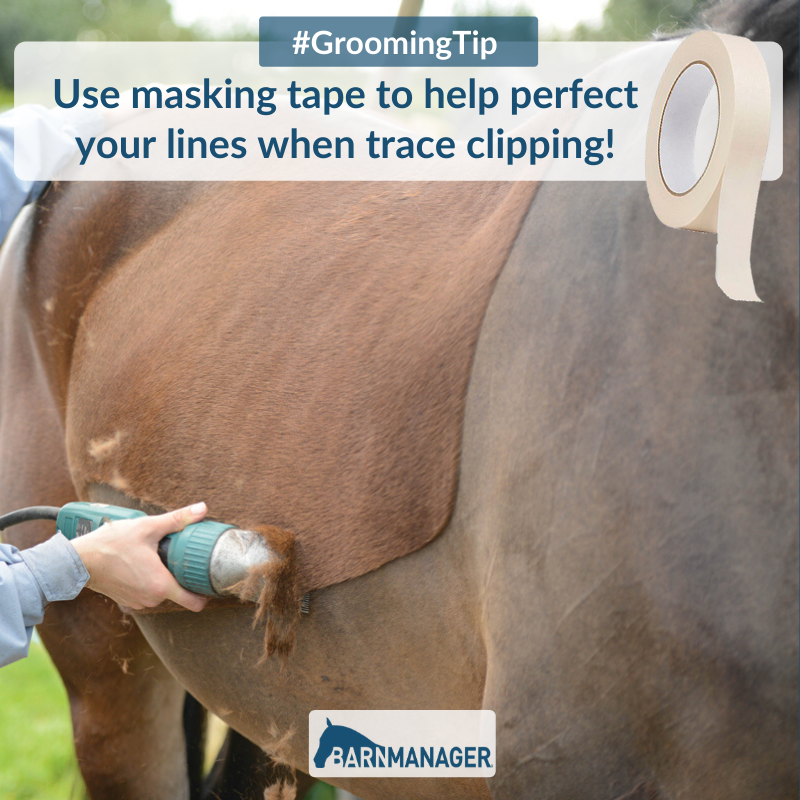 BarnManager1's tweet photo. #GroomingTip Use masking tape to help perfect your lines when trace clipping! The tape will give you a guideline to clip along, and, when finished, the masking tape will peel off easily without bothering your horse, as it doesn't stick well to the hair. https://t.co/HUf9jATL01