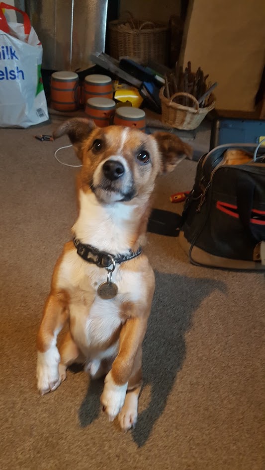 PembsDigital's tweet image. Meet today's helper, 'Bailey' in Welsh Hook 
#todayshelper