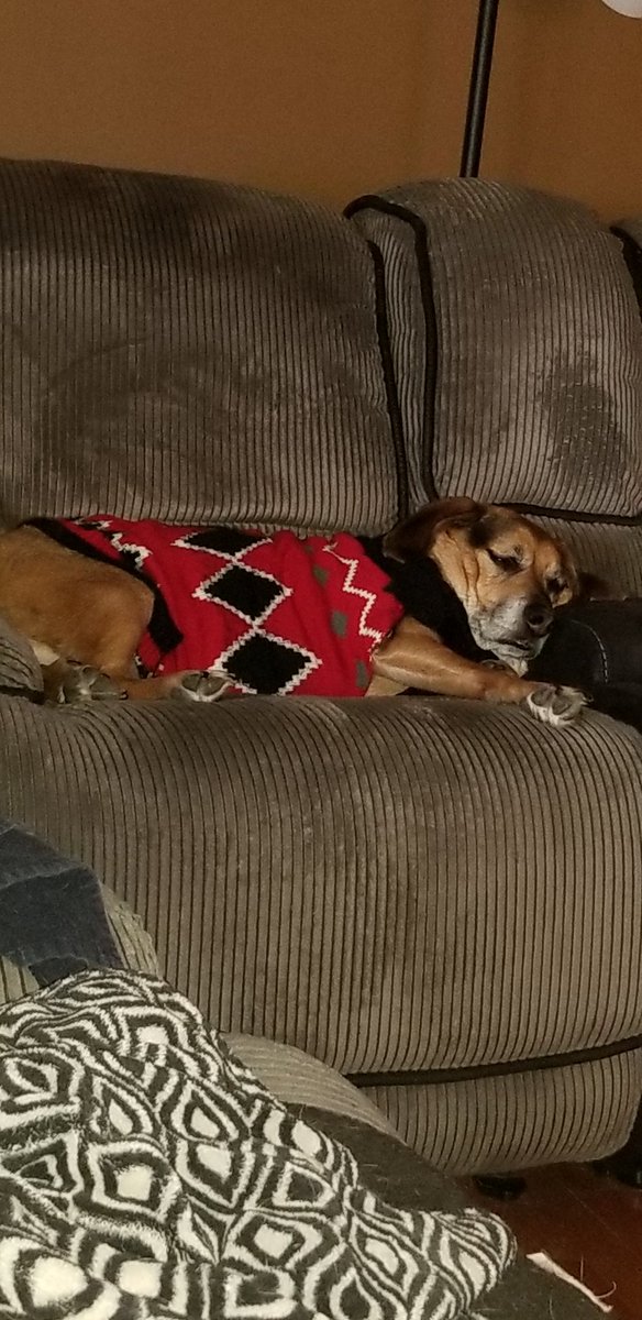 BuseytheDog's tweet photo. Mom got me a sweater... it's not terrible, but we're not telling her that. 🤫 https://t.co/2LlAifvbkv