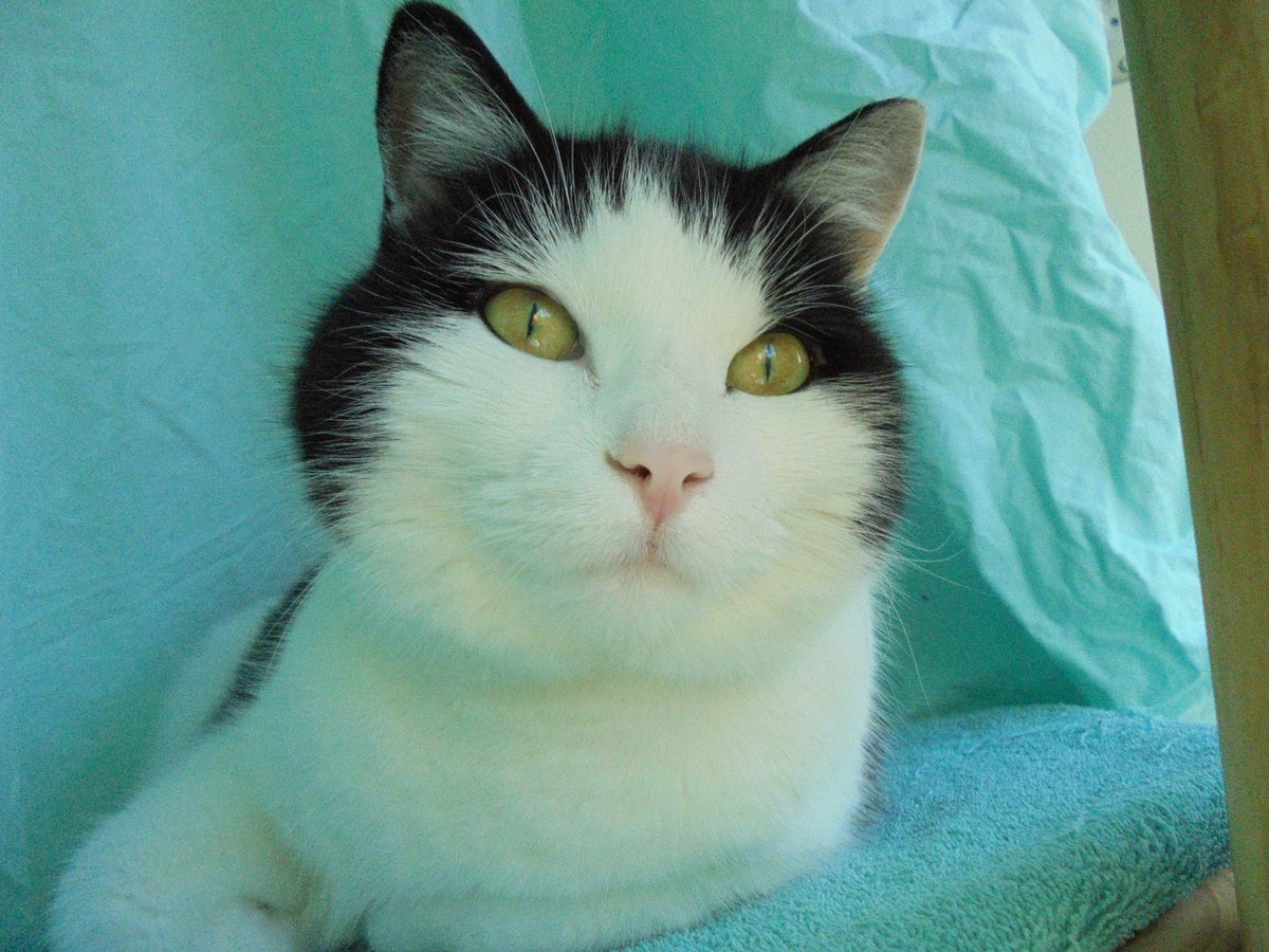 Tierheim: Kimba sah ich heute das 1. Mal. Sie war so sanft. #Katzen