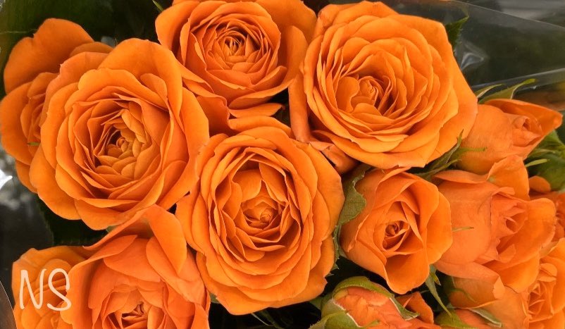 nsaidian's tweet photo. Have a wonderful day 🧡🧡🧡 https://t.co/9x4UMV9of9