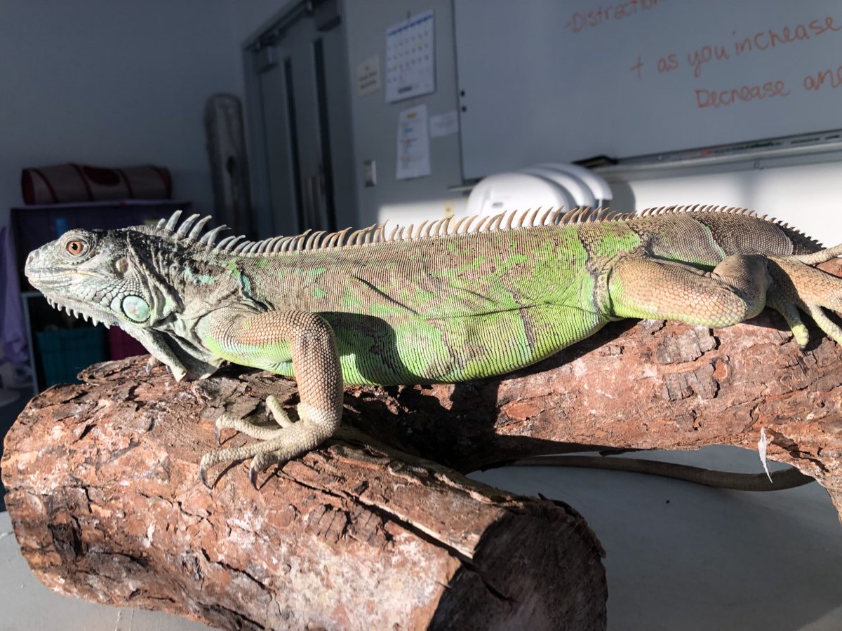 couleehumane's tweet photo. Rose is definitely one of the more unique animals that we have had available at the Coulee Region Humane Society for adoption! Interested in adding this lovely lady to your family? Stop by during our viewing hours today from 1-7pm CST! https://t.co/vW1jywRfKW