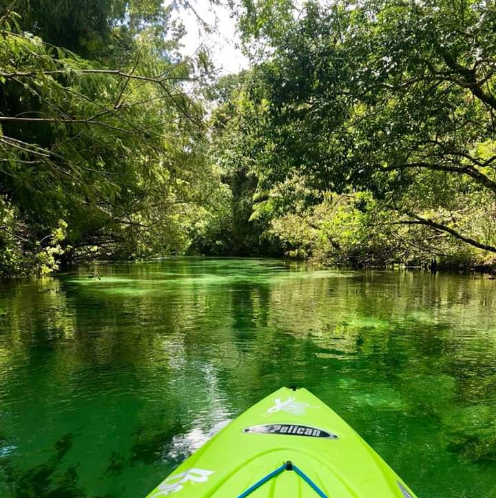WeekiAdventures's tweet photo. Weeki Wachee’s favorite tradition is going kayaking and paddleboarding during the holidays! Take a #tranquilride down the waterway of #WeekiWacheeRiver! This #scenicfloat is a must because it’s the chance for everyone to see eagles, turtles, and #colorfulfish! #FlTravelChat https://t.co/WLGbxSrmou