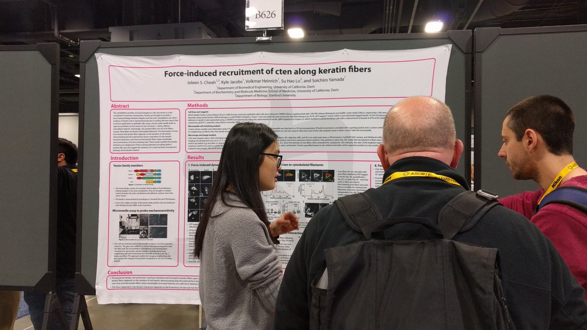 .@CheahJoleen is presenting her recently published discovery on force-sensitive interactions between keratin filaments and cten @PNASNews. She is now a first year graduate student at @StanfordBiosci. #ASCBEMBO19 @UCDavisBME pnas.org/content/116/40…