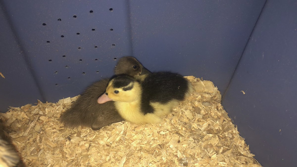 brihanchey's tweet photo. Meet Donald and Daffy the newest members of the Jenkins family 🥰 https://t.co/BpBatjX48H