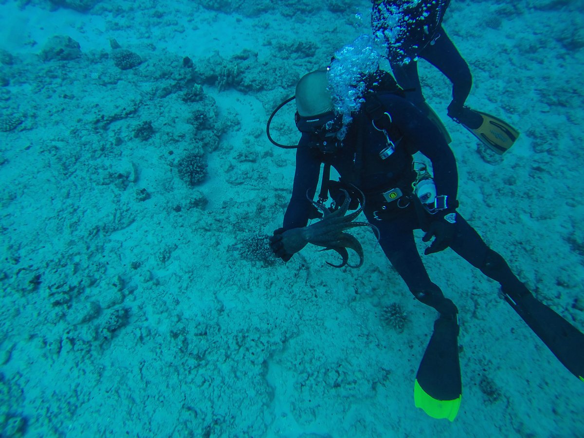USCMilitary's tweet photo. @USC undergrad Nicholas Foster started scuba diving for fun while serving in Hawaii with the @USMC. Protecting the ocean became his passion.
https://t.co/By7k0cOAUp https://t.co/rRWsxBa5Zn