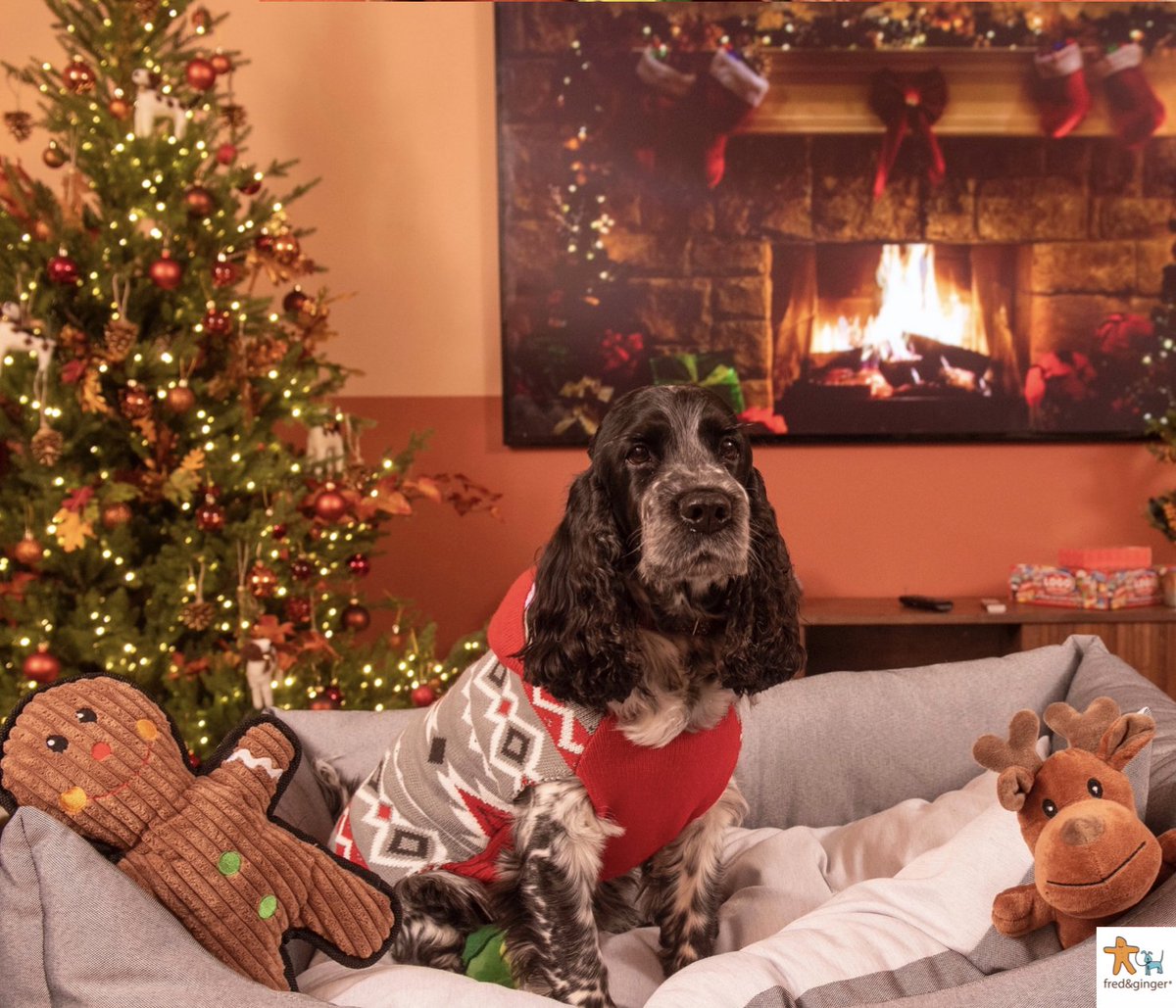 FredGingerpet's tweet photo. Make your dog the most fashionable pooch this season with our Hooded Dog Christmas Jumper exclusively available at @jlandpartners! Our Squeaky Gingerbread Man Toy and Crunchy Reindeer Toy are just a couple of our fun and festive Christmas toys perfect for your fury friend! https://t.co/MMqz8N1B6U