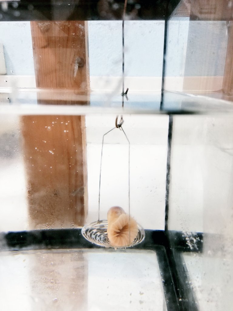 Were you wondering how we measure the growth of our D.dianthus #corals?
☝️LISTEN☝️👩‍🔬
We weight them underwater, using a scale w/t a tiny basket, known as #bouyantweight. Is based on #arquimides principle. Knowing the  #temperature + #salinity, we  calculate the #dryweight