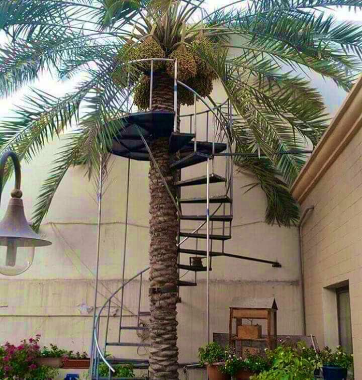 ii_kk9's tweet photo. أمه قالت له أن حلمها أن تجني التمر بيدها  فبرها بهذه الطريقة 💕 https://t.co/8e6xMV1upo