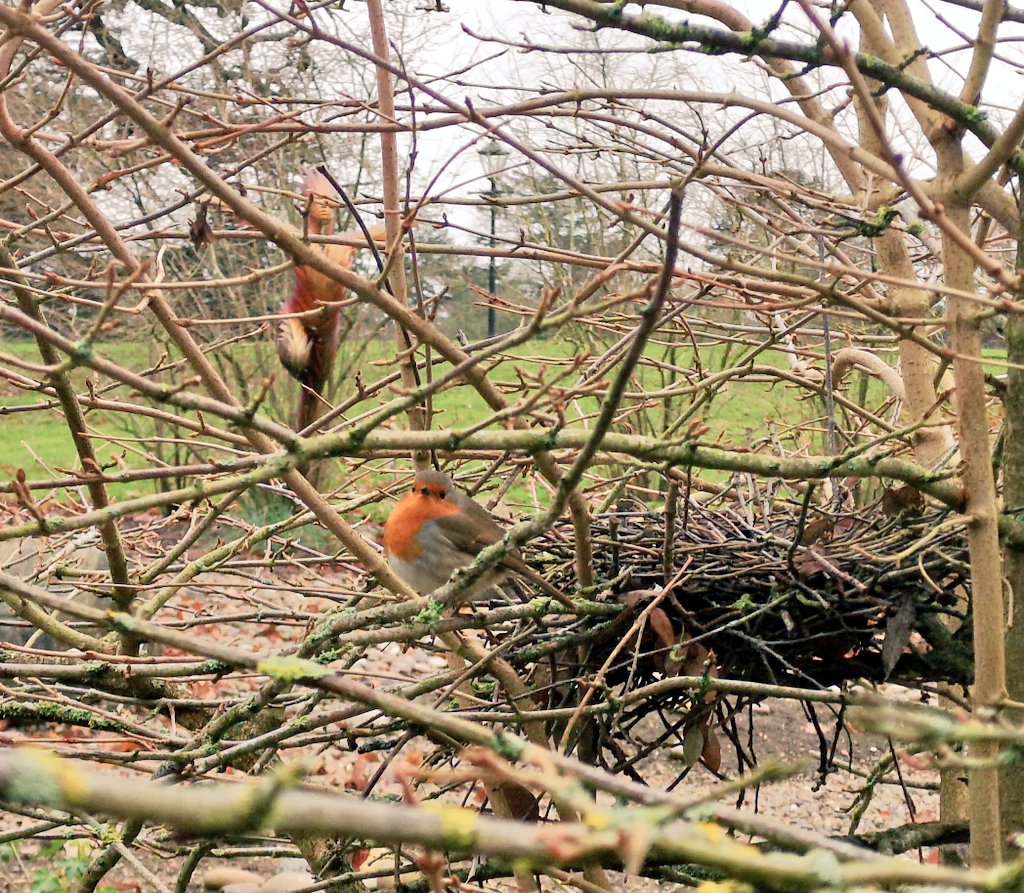 Waiting for some worms?
#Redrobin #boggarden #russiandancer #christmasrobin #landscapegarden #ukgarden #WinterIsHere