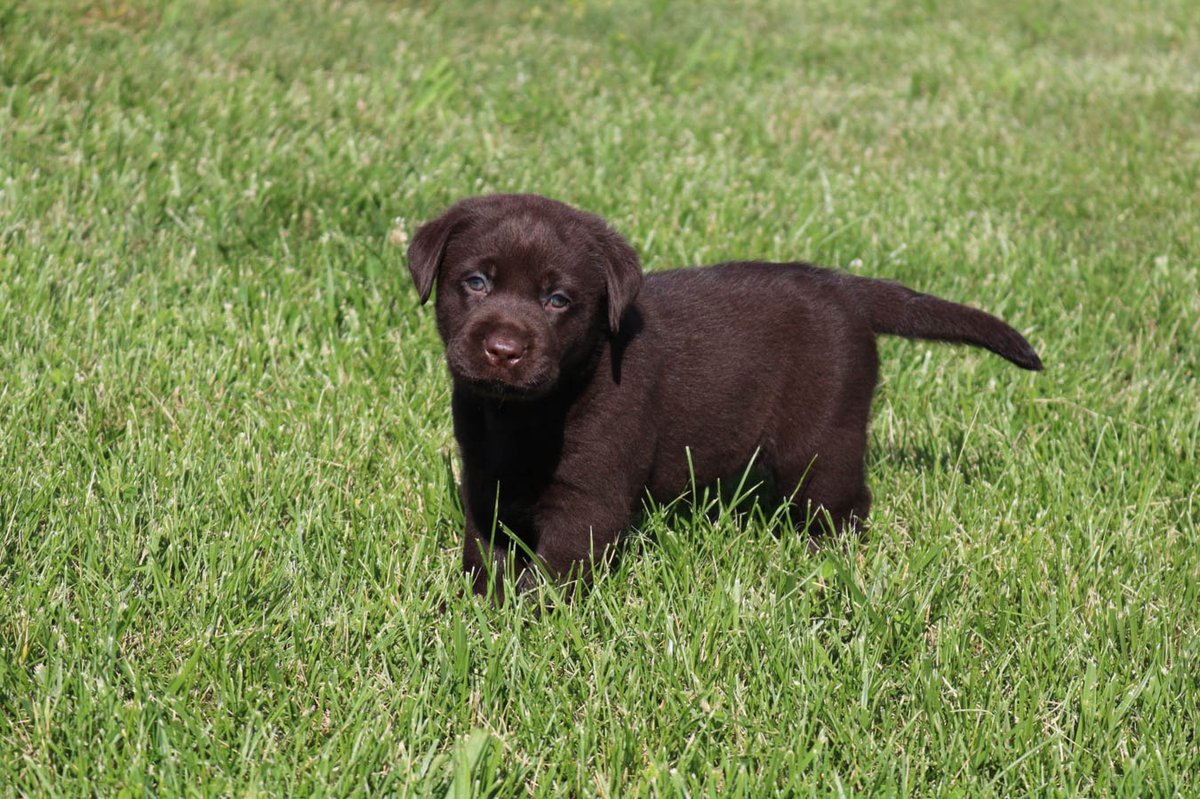 s_retrievers's tweet photo. Thank you to all of our customers for your continued support of our business! Be sure to like, comment, and share our posts across any of our social media pages! #Simpson'sLabradorRetrievers #RedBudIL https://t.co/bcqsHOsyNY https://t.co/9bw2VLV7cO