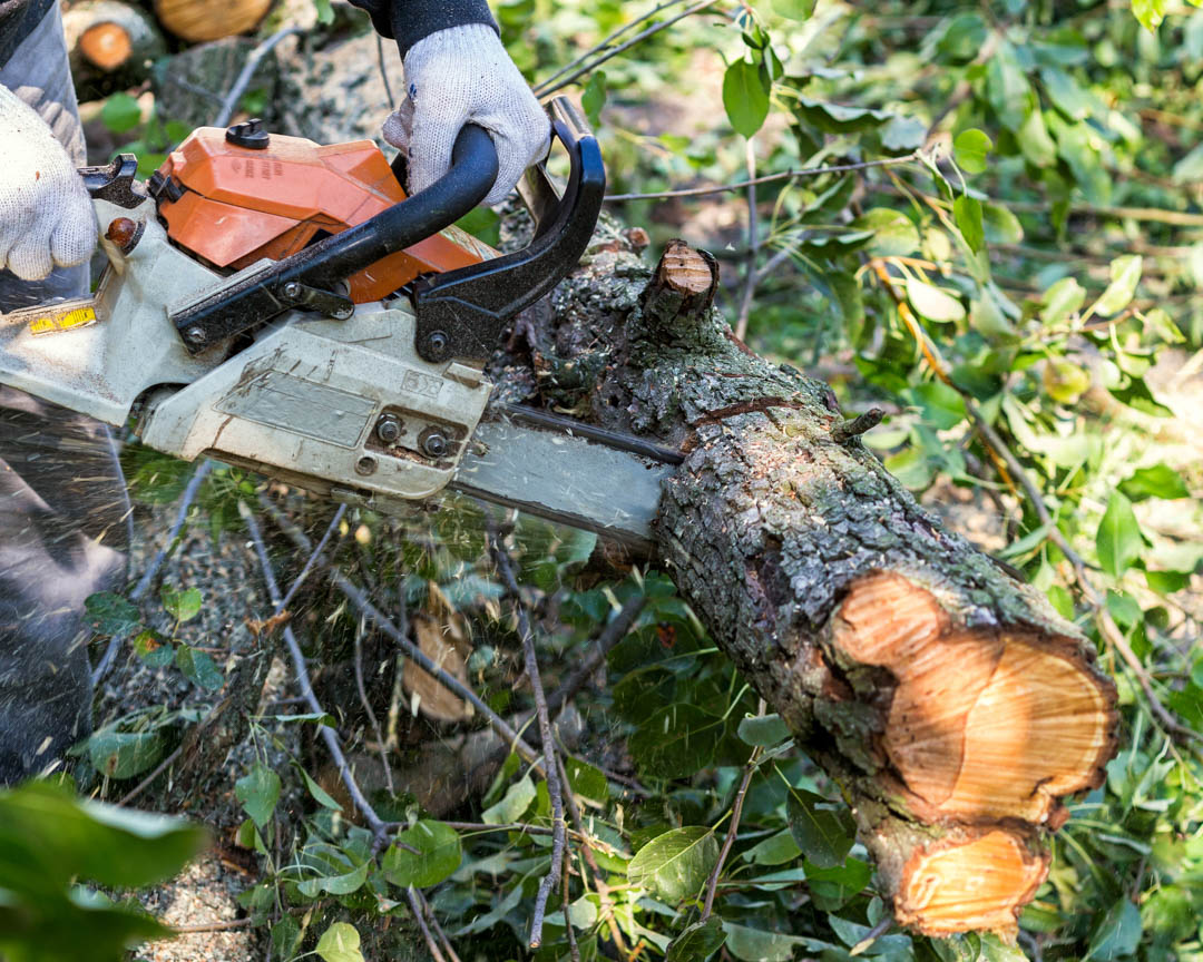 MarsamTree's tweet image. #Dontmissout on our #greatofferings, check out our #website today and get an idea of who we are and the #services we offer. Give Us A Call at # (828) 266-0397 today! #TreeService #TreeContractor #TreeCare #TreeRemoval #Arden28704 bit.ly/2TTTHOS
