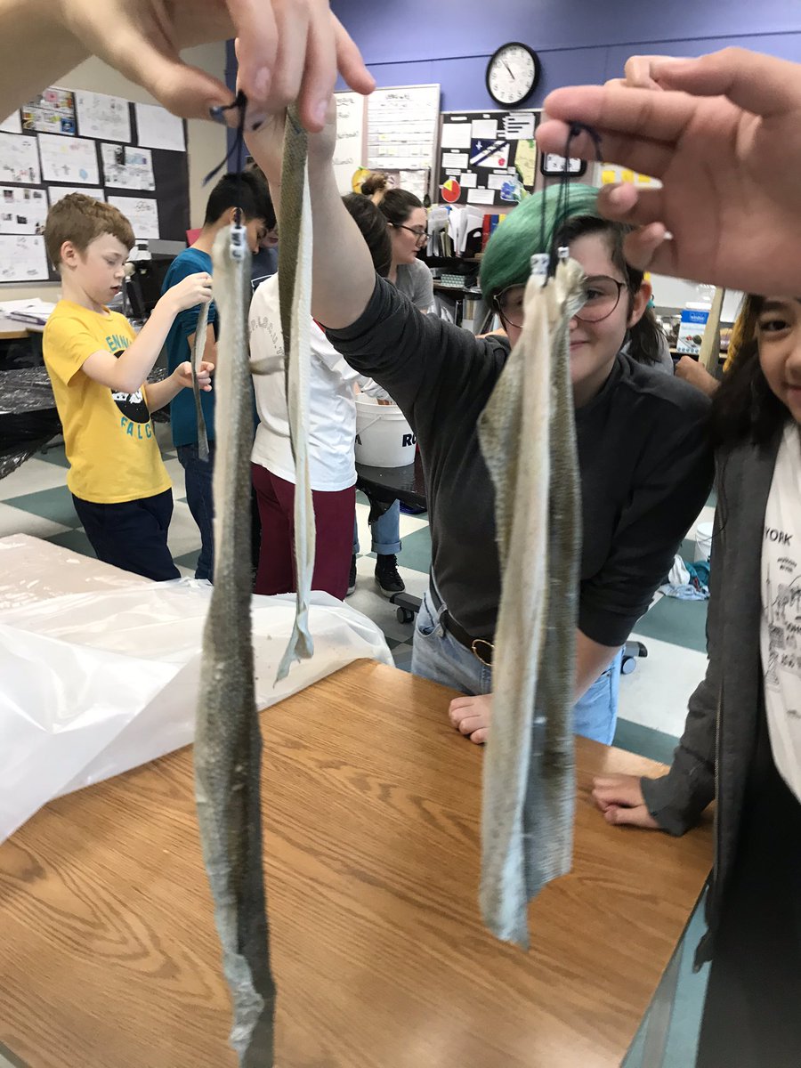 tltrieu's tweet image. This is what it looks like after the skin is scraped, rinsed, and dried. Next phase is the tanning, either with bark or oil. #learningbydoing #firstpeoplesprinciplesoflearning #transformation #ancestralskills #ancienttechnology @EgmSgriffin