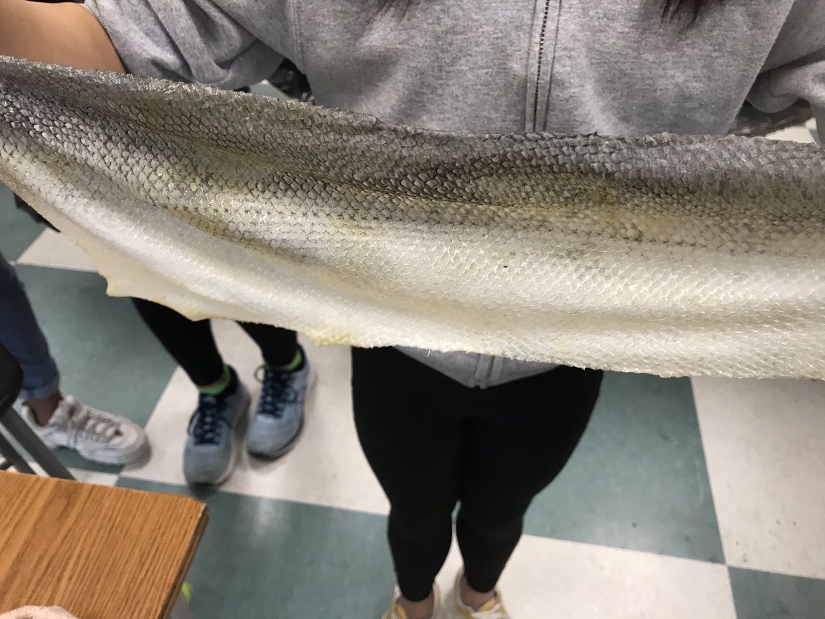 tltrieu's tweet image. This is what it looks like after the skin is scraped, rinsed, and dried. Next phase is the tanning, either with bark or oil. #learningbydoing #firstpeoplesprinciplesoflearning #transformation #ancestralskills #ancienttechnology @EgmSgriffin